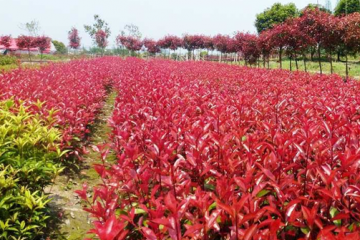 开云电竞官方网站