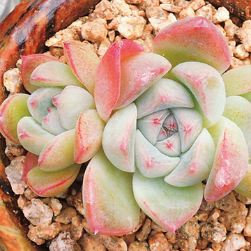 开云电竞官方网站