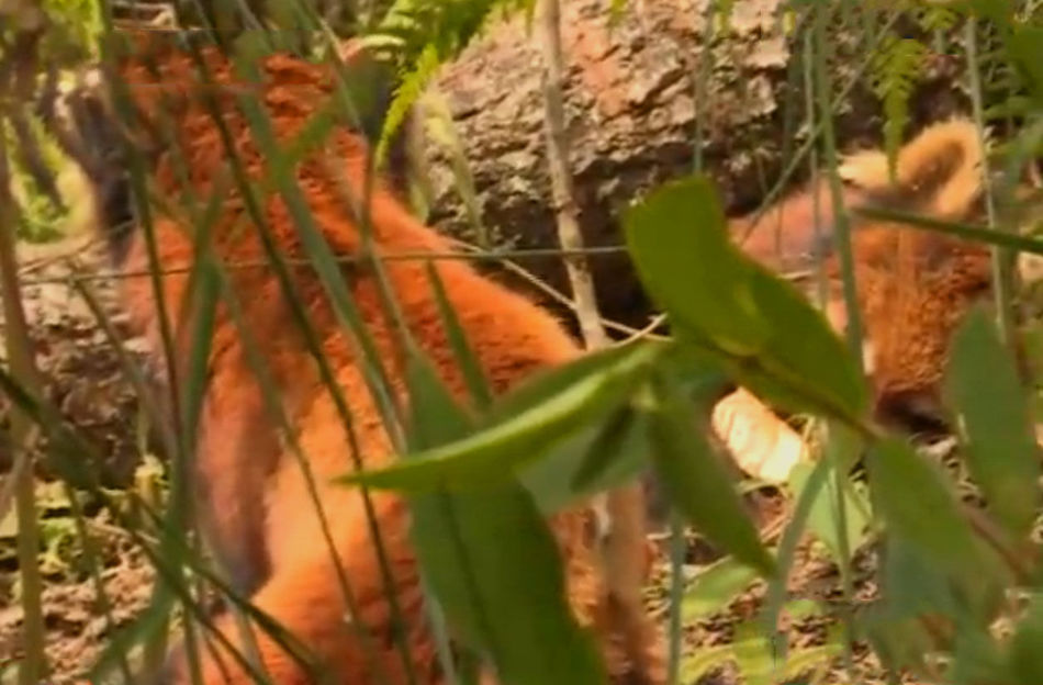 开云电竞官方网站