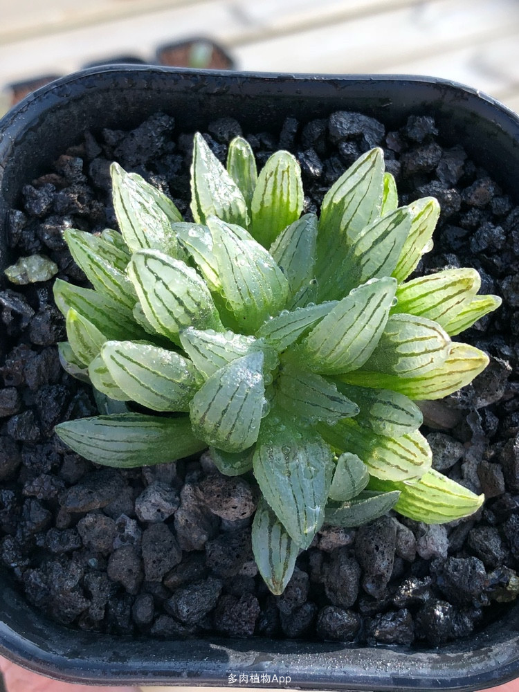 开云电竞官方网站